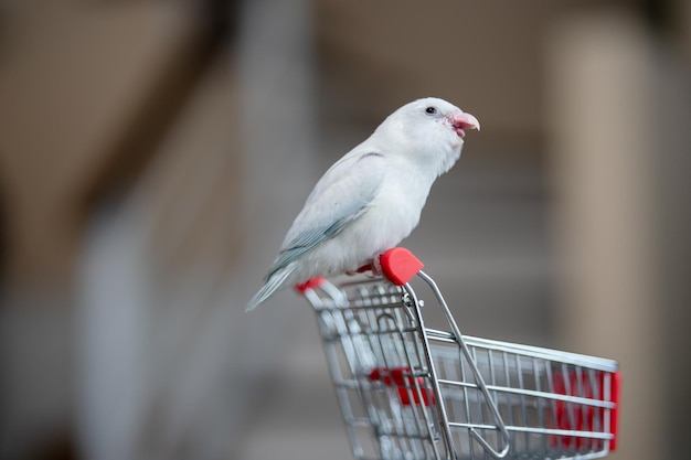 Winziger weißer Papageiensittich Forpus-Vogel auf kleinem Einkaufswagen