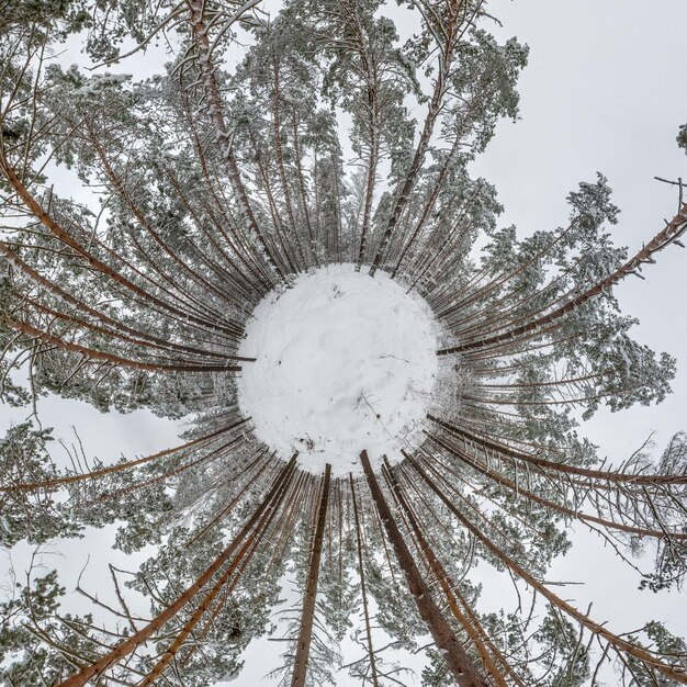 Winziger Winterplanet im schneebedeckten Pinienwald mit Umwandlung des sphärischen Panoramas 360 Grad in abstrakter Luftaufnahme im Wald Krümmung des Weltraums