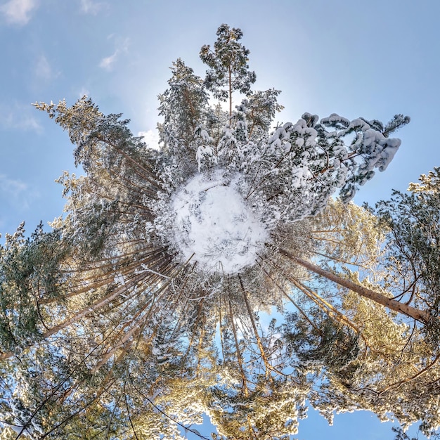 Winziger Winterplanet im schneebedeckten Wald im blauen Himmel Transformation des sphärischen Panoramas 360 Grad Sphärische abstrakte Luftaufnahme im Wald Krümmung des Weltraums