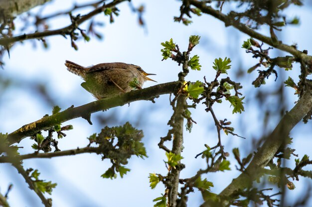 Winziger Zaunkönig (Troglodytes troglodytes) in einem Weißdornbaum