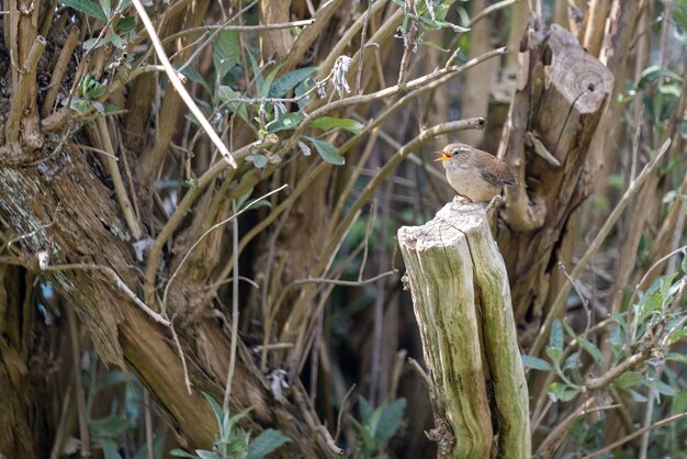 Winziger Zaunkönig (Troglodytes troglodytes) thront im Frühling auf einem Baumstumpf