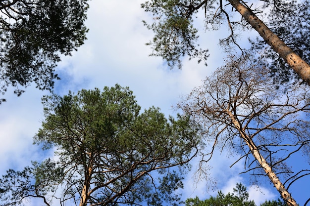 Wipfel von Kiefern mit blauem Himmel und weißen Wolken im Hintergrund