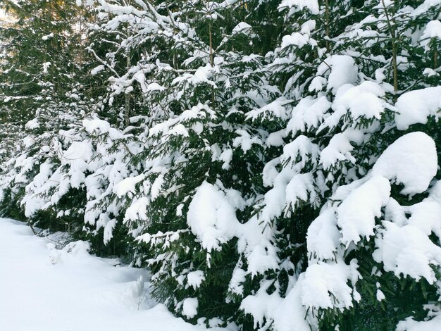 Wir haben im Winter im Schnee gegessen Weihnachtsbaum Verschneiter Wald