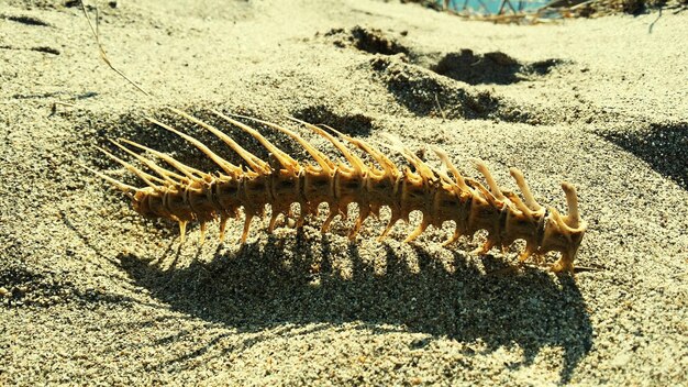 Foto wirbelsäule eines fisches im sand