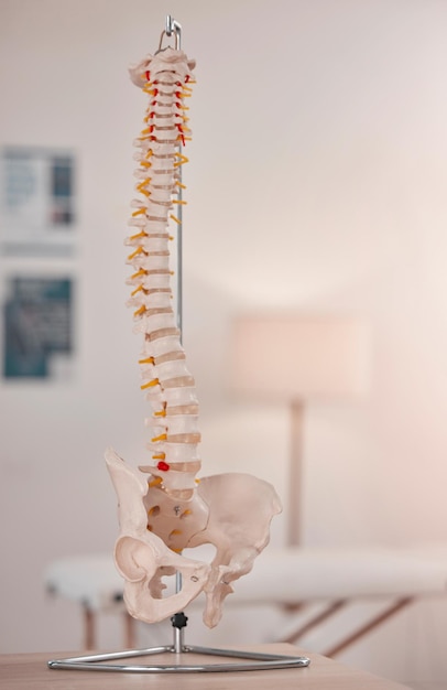 Wirbelsäulenmodell Knochen- und Chiropraktik-Büro auf dem Schreibtisch oder Display zum Lernen, Bildung oder Beratung 3D-Druck menschlicher Knochen und Hintergrund für Physiotherapie, Chiropraktiker oder Gesundheitsversorgung in der Klinik