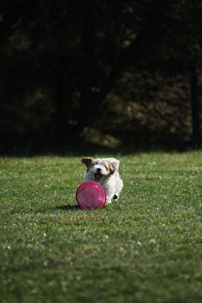 Wirehaired Jack Russell Terrier corre rápidamente a través de la hierba verde y trata de agarrar el platillo volador