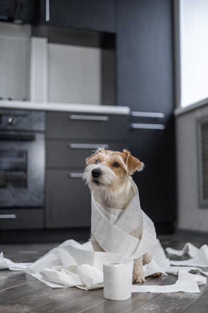 Wirehaired Jack Russell Terrier Welpe spielt in der Küche Hund in weißes Toilettenpapier gewickelt