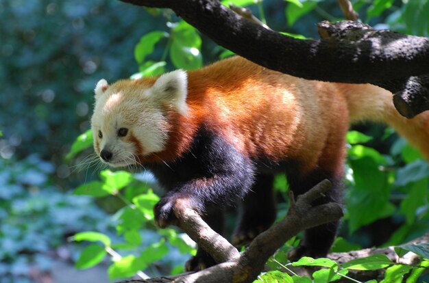 Wirklich süßer roter Pandabär in den Bäumen.