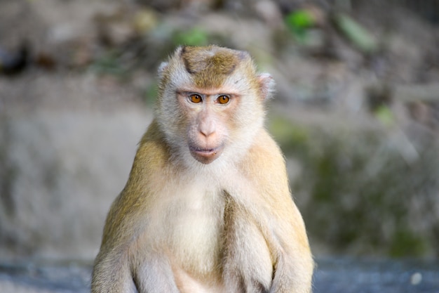 Wirklicher Affe inpark, Porträt-Abschluss oben