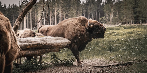 Foto wisent de pie en el campo