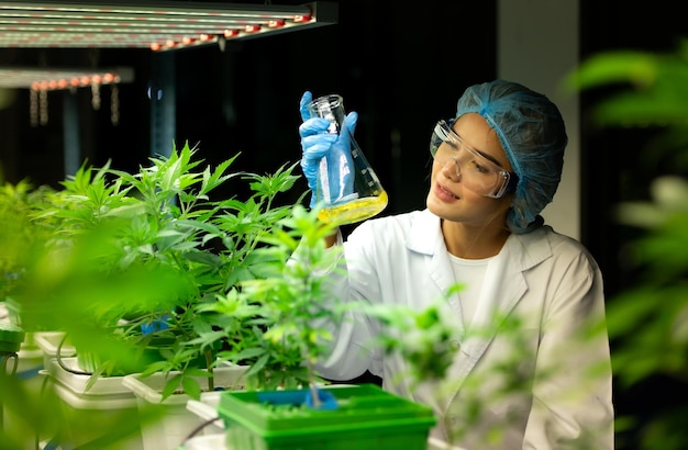 Wissenschaftler auf einer Cannabisfarm mit extrahiertem Cannabisöl unter den Cannabispflanzen