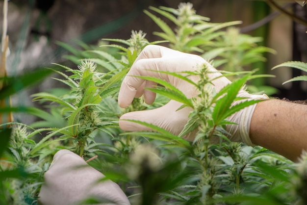 Wissenschaftler beschneiden Cannabis im FarmCannabis-Marihuana-Wissenschaftslabor, in dem die THC-CBD-Chemikalie auf Cannabisblüten erhöht wird Cannabis-Gewächshauskontrollumgebung für die medizinische Industrie