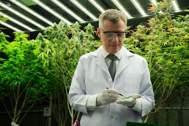 Wissenschaftler, der an Cannabishanf arbeitet und Marihuana-Plantagen befriedigt