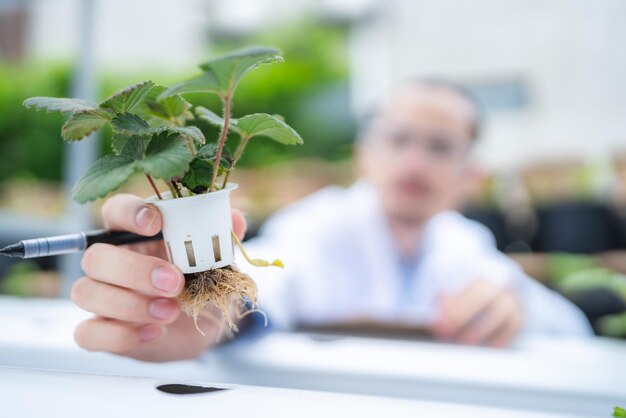 Wissenschaftler, der an der Erforschung der grünen Pflanzen der Landwirtschaft im Gewächshaus des Biologie-Wissenschaftslabors arbeitet, organischer Experimenttest für medizinische Lebensmittelbiotechnologie, Botanik-Ökologie-Biologe im landwirtschaftlichen Wachstum