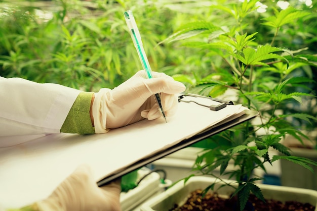 Wissenschaftler, der Daten von einer erfreulichen Cannabispflanze in einem heilenden Gewächshaus aufzeichnet