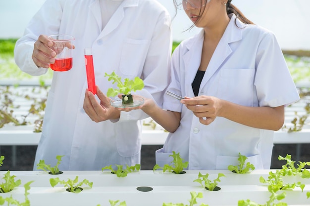 Wissenschaftler, der in Hydrokultur-Gewächshausfarm, Konzept für saubere Lebensmittel und Lebensmittelwissenschaft arbeitet