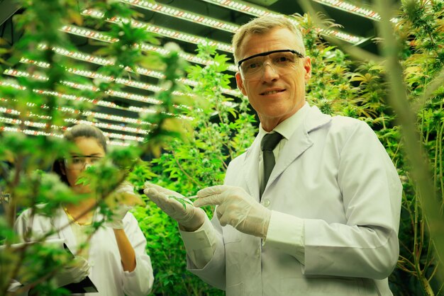 Wissenschaftler, die an Cannabishanf arbeiten und Marihuana-Plantagen erfreuen