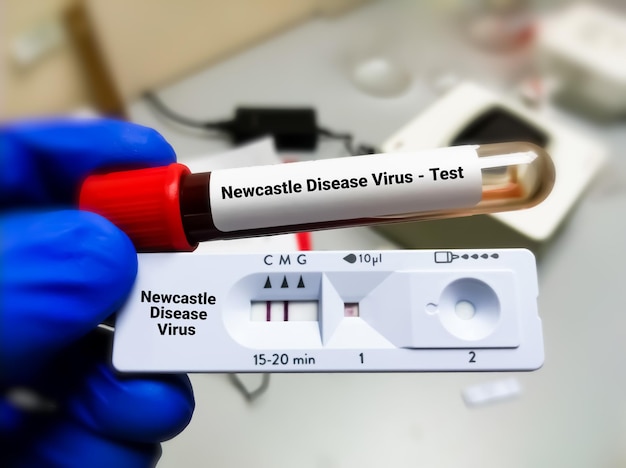 Wissenschaftler halten Blutprobenröhrchen und Schnelltestkassettentest NDV oder Newcastle-Krankheitsvirustest.