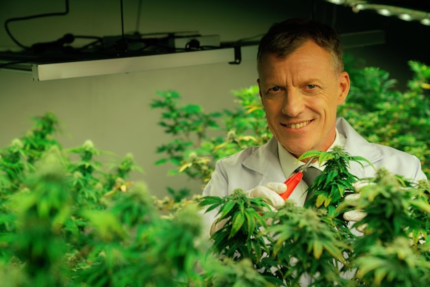 Wissenschaftler sammeln erfreuliche Cannabispflanzenknospen in einer Zuchtanlage