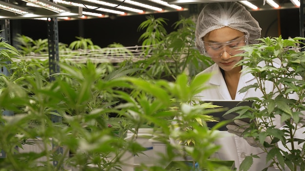 Foto wissenschaftler testen cannabisprodukt in einer heilenden indoor-cannabisfarm