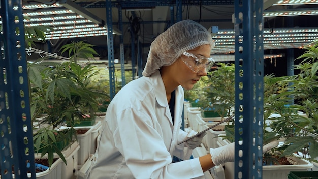 Wissenschaftler testen Cannabisprodukt in einer heilenden Indoor-Cannabisfarm