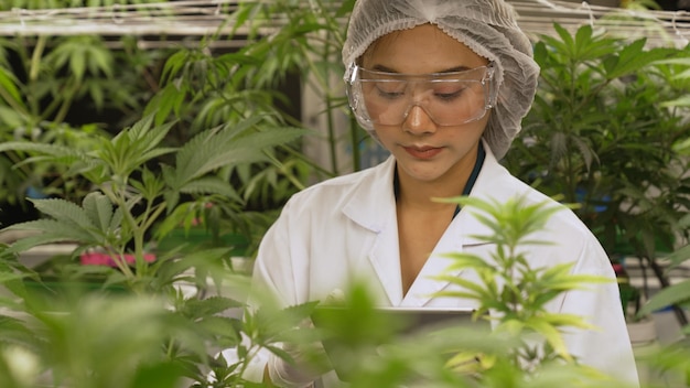 Wissenschaftler testen Cannabisprodukt in einer heilenden Indoor-Cannabisfarm