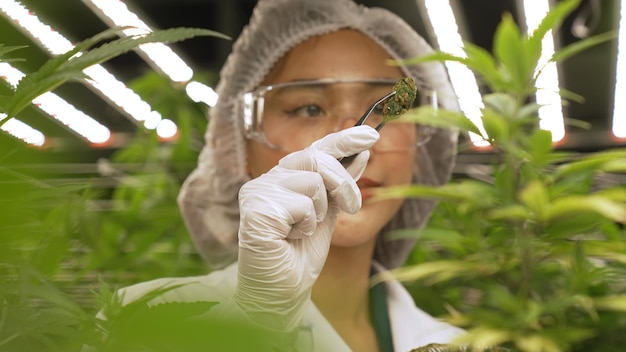 Foto wissenschaftler testen cannabisprodukt in einer heilenden indoor-cannabisfarm