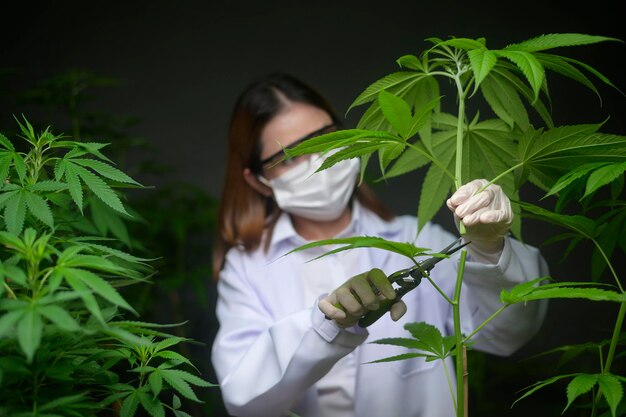 Wissenschaftler trimmt oder schneidet Cannabis zur Planung, Konzept der alternativen Medizin