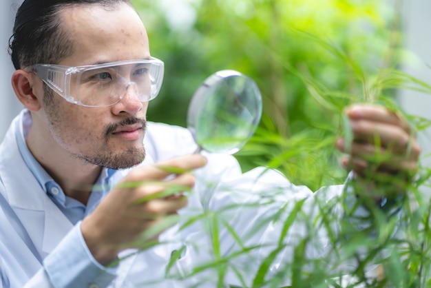 Wissenschaftler überprüfen organische Cannabis-Hanfpflanzen in einem Unkrautgewächshaus. Konzept der Legalisierung von Kräutern für alternative Medizin mit CBD-Öl, kommerzielle Pharmazeutika in der Medizinbranche