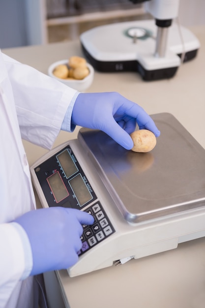 Wissenschaftler wiegen Kartoffeln