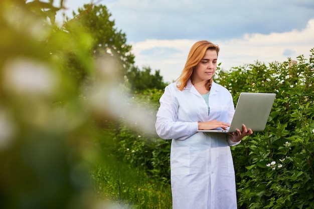 Wissenschaftlerin, die im Obstgarten arbeitet Biologeninspektor untersucht Brombeersträucher mit Laptop
