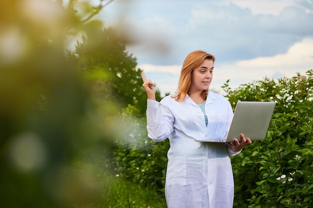 Wissenschaftlerin, die im Obstgarten arbeitet Biologeninspektor untersucht Brombeersträucher mit Laptop