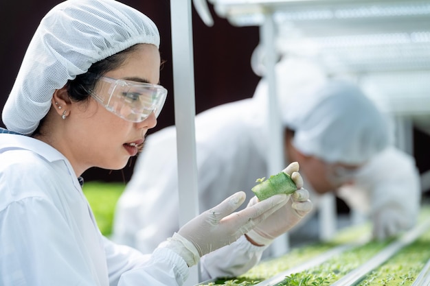 Wissenschaftlerin, die nach der Ernte von Gemüse aus der Hydrokulturfarm sucht. Hydroponik Gemüsefarm. Konzept des Anbaus von Bio-Gemüse und Naturkost.