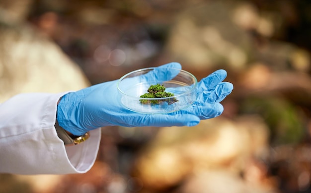 Wissenschaftliche Natur und Hände mit Moosprobe zur Inspektion von Umwelt- und Ökosystemstudien. Agrarbiologie und Wissenschaftler mit Petrischale im Wald zur Analyse von Forschungs- und Wachstumsdaten