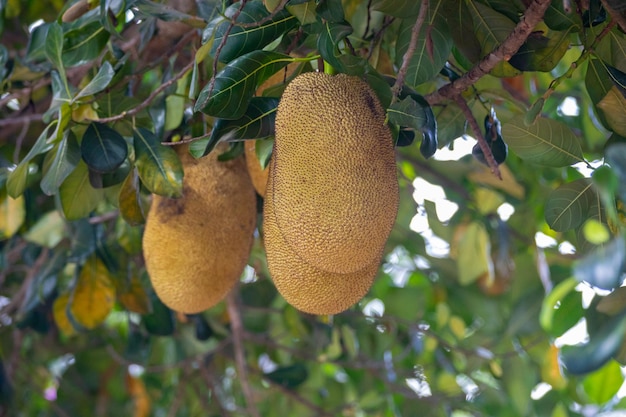 Wissenschaftlicher Name der Jackfrucht Artocarpus heterophyllus Jackfrucht hängt am Jackfruchtbaum