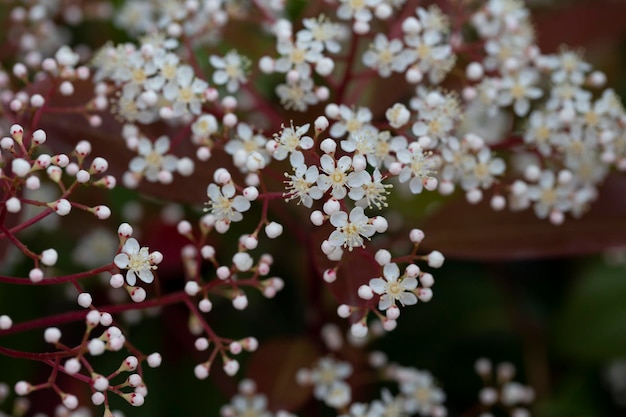 Wissenschaftlicher Name Photinia serrulata oder Pyracantha coccinea