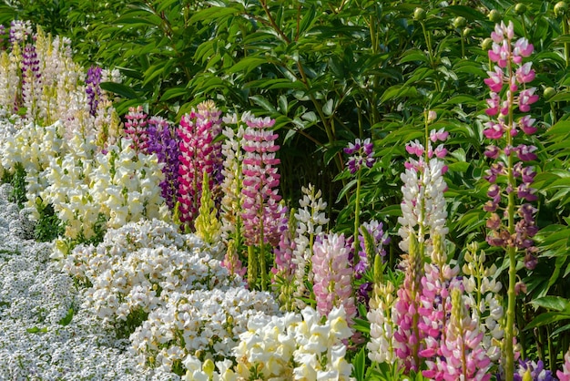 Wisteria-Blütenbäume und Lupinus und mehrere Arten von Blumen im sonnigen Frühlingstag