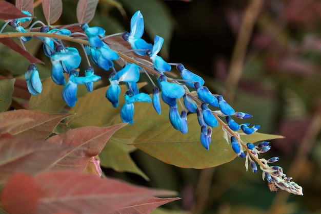 Foto wisteria-blumen blühen im garten