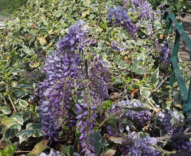 Wisteria planta nome científico wysteria