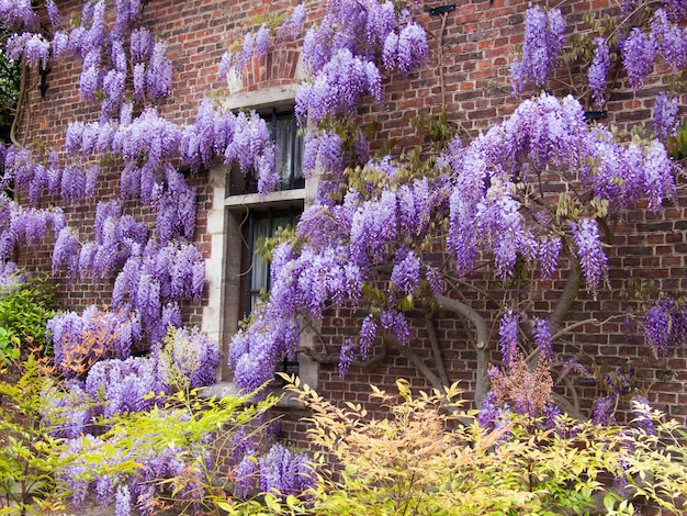 Wisteriagarden botanicmeisebelgium