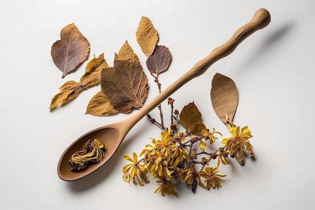 Witch hazel Hamamelis em flor junto com uma colher de pau cheia de folhas secas para cosméticos à base de ervas DIY ambos separados na sombra em um pano de fundo branco