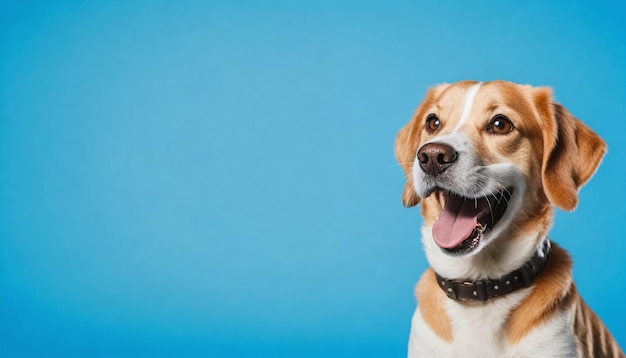 Witziger, fröhlicher, glücklicher Hunde-Hintergrund