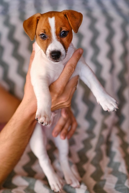 Wner segura o cachorrinho em suas mãos