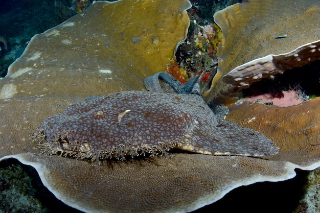 Wobbegong com borlas ou tubarão-tapete repousa sobre um coral duro