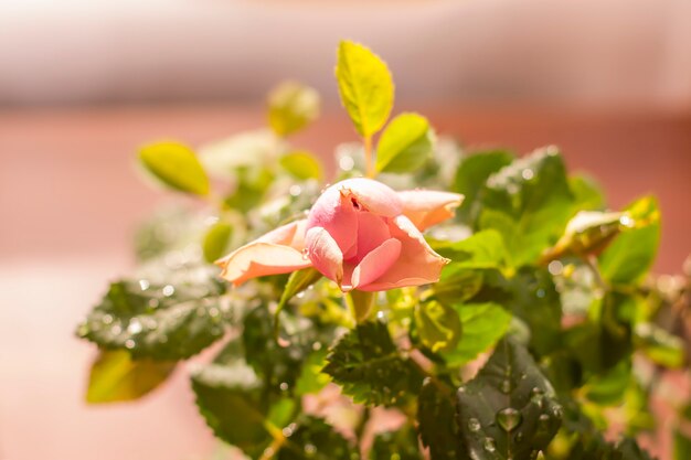 Wohnkultur der Rosenblume. Dekorative Pflanze im Blumentopf.