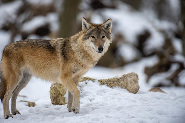 Wolf im Wald mit Winterhintergrund