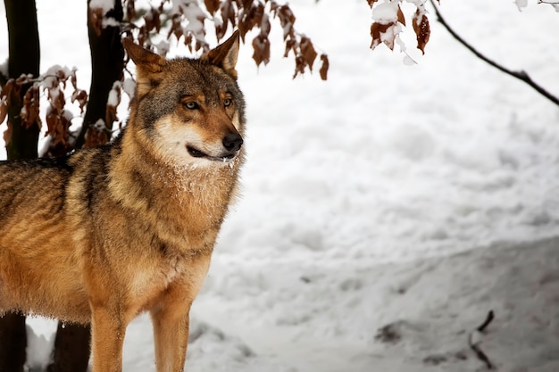 Wolf im Winter ein Porträt