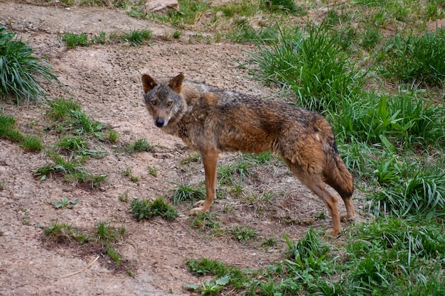 Wolf in seinen Domänen streckte sich