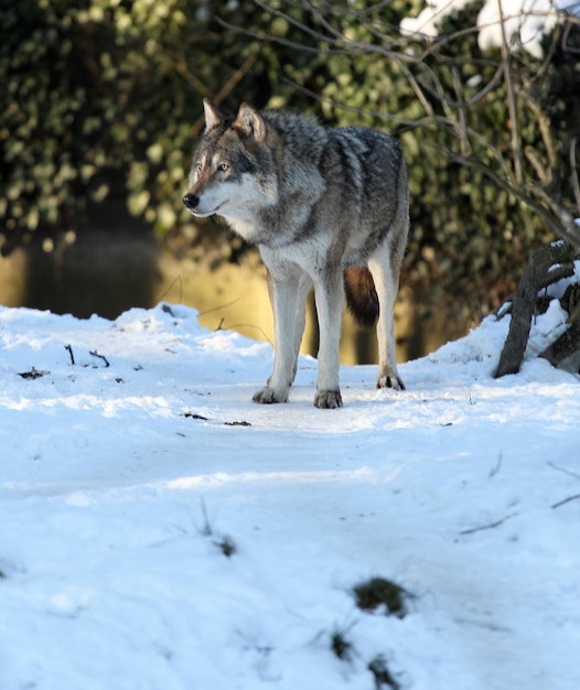 Wolf steht auf Schnee