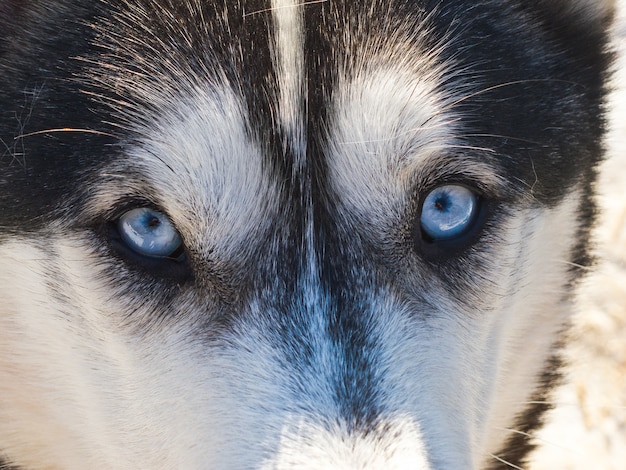 Wolfsaugen siberian huskie